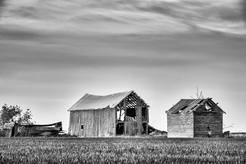 A black and white photograph of a pair of old barns in rural Douglas County, Washington.