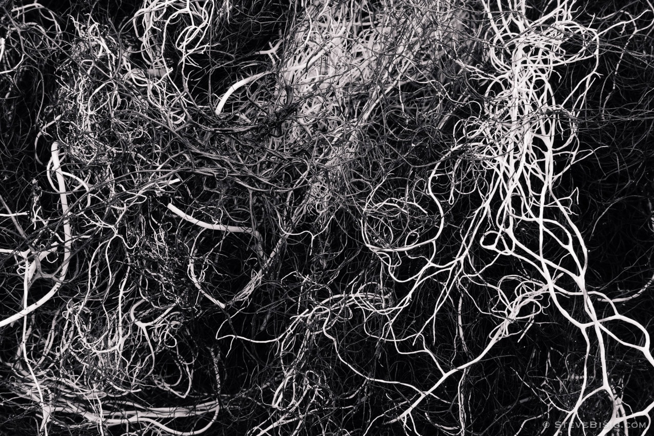 A black and white macro photograph of a large clump of lichen found in the Mt Rainier National Park near Chinook Pass, Washington.