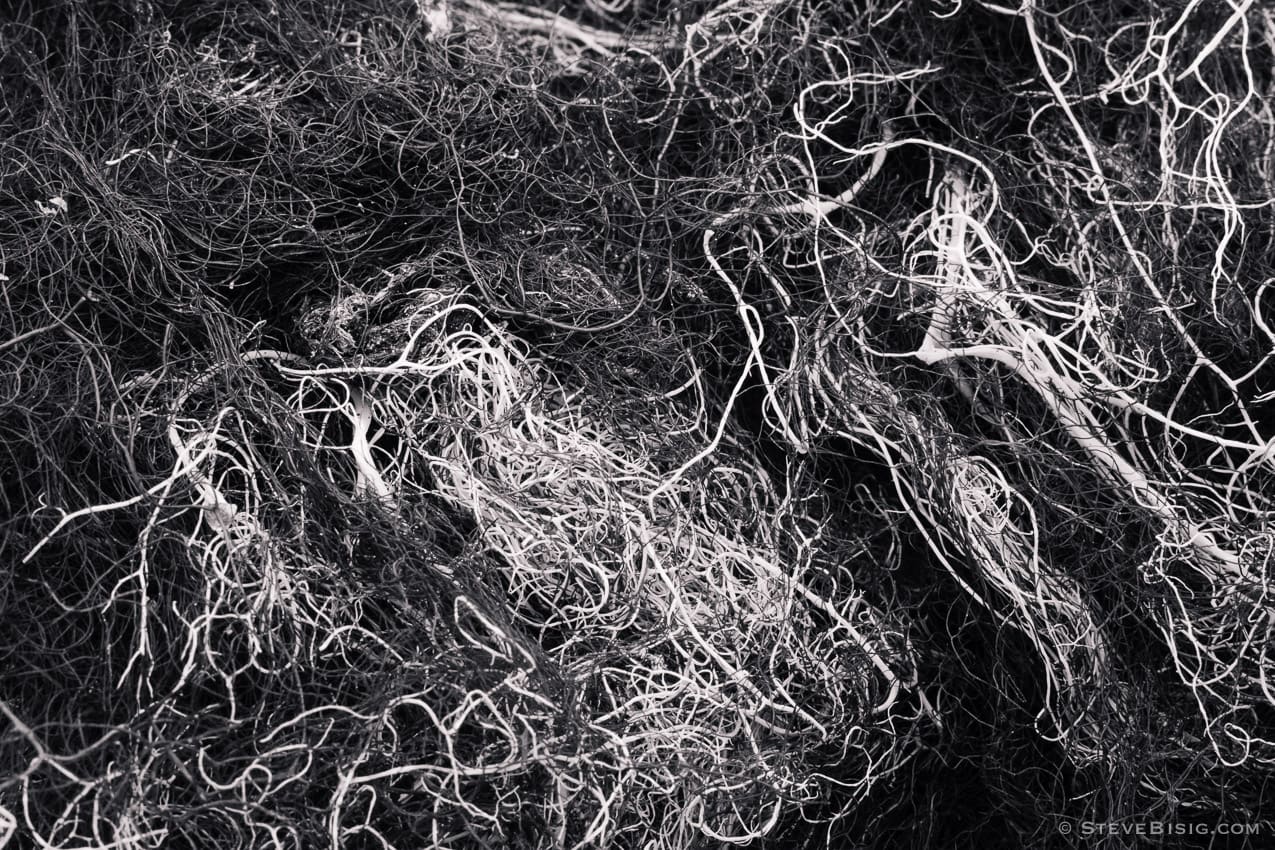 A black and white macro photograph of a large clump of lichen found in the Mt Rainier National Park near Chinook Pass, Washington.