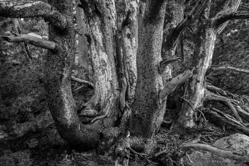 A black and white fine art photograph of alpine trees as seen from the Crystal Lake trail near Mammoth Lakes, California