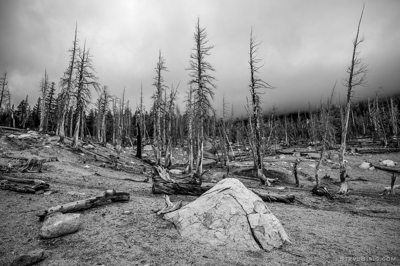 A black and white fine art nature photograph of the dead forest at Horseshoe Lake near Mammoth Lakes, California.