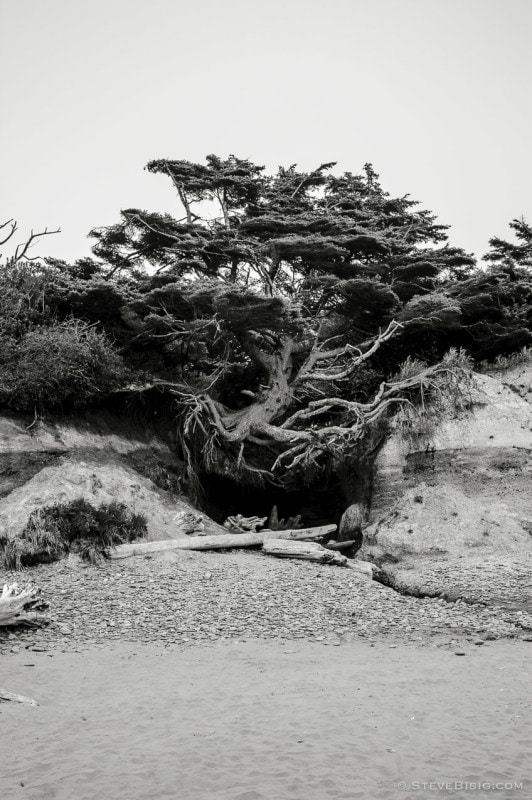 A black and white fine art photograph of a tree growing along a washed out section of coastline at Kalaloch Beach, Washington.