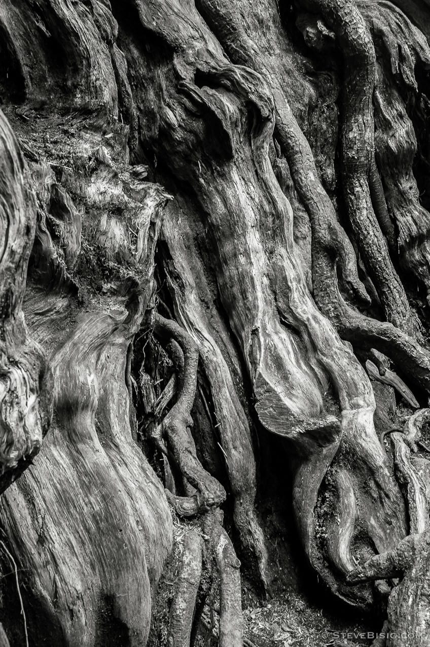 A black and white fine art photograph of the Kalaloch Big Cedar in the Olympic National Park, Washington (since this photo was taken, this tree was severely damaged by a winter storm).