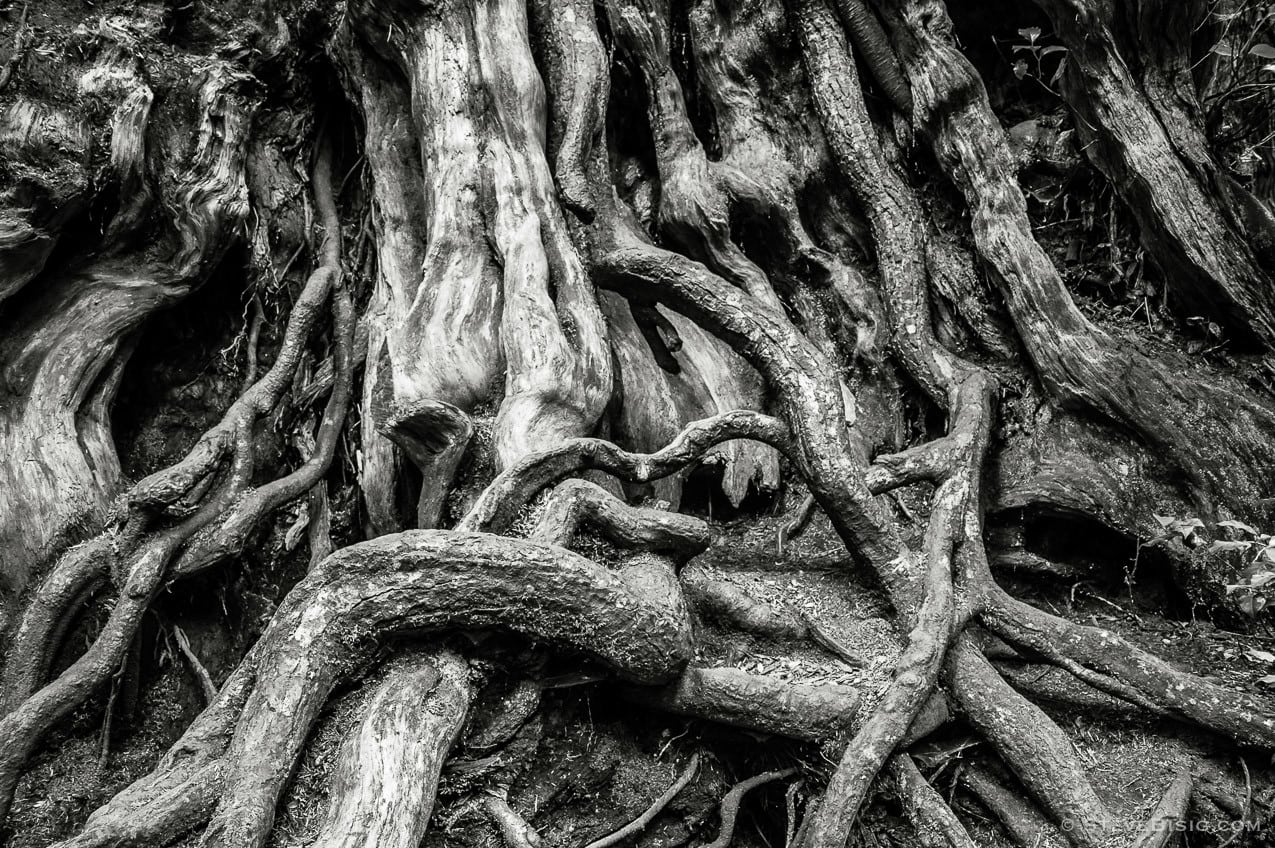 A black and white fine art photograph of the Kalaloch Big Cedar in the Olympic National Park, Washington (since this photo was taken, this tree was severely damaged by a winter storm).