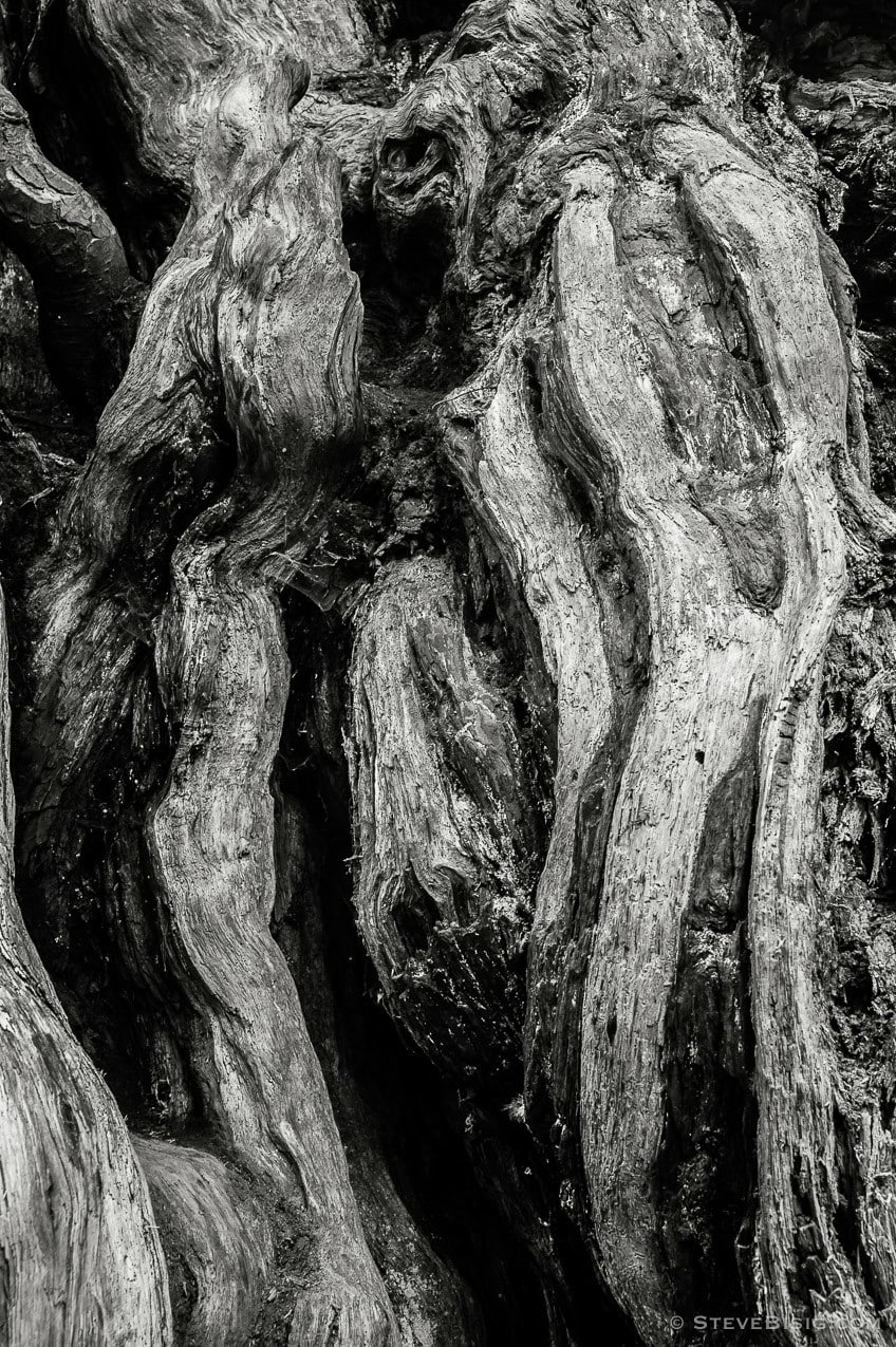 A black and white fine art photograph of the Kalaloch Big Cedar in the Olympic National Park, Washington (since this photo was taken, this tree was severely damaged by a winter storm).