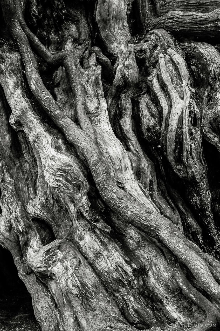 A black and white fine art photograph of the Kalaloch Big Cedar in the Olympic National Park, Washington (since this photo was taken, this tree was severely damaged by a winter storm).