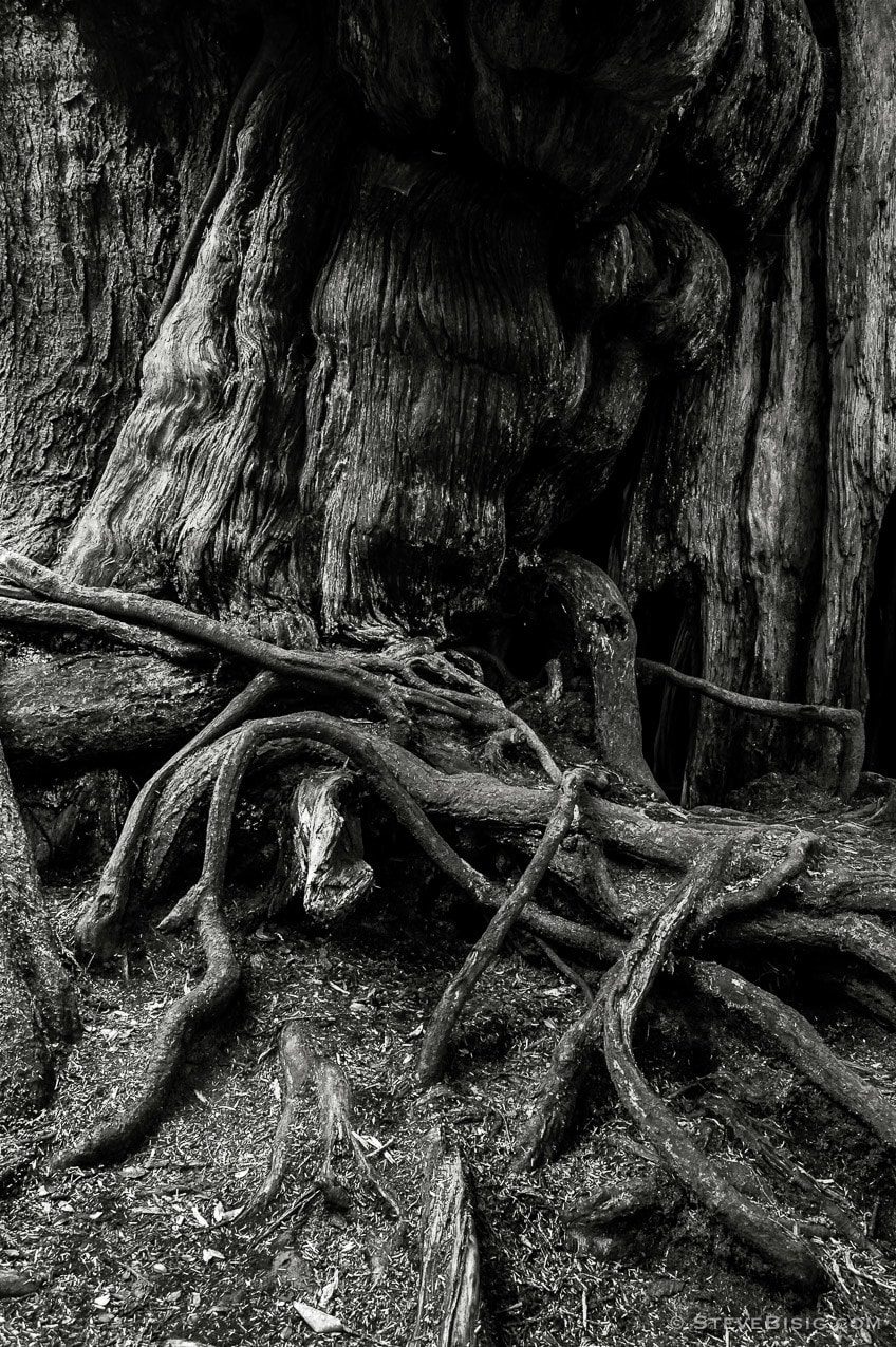 A black and white fine art photograph of the Kalaloch Big Cedar in the Olympic National Park, Washington (since this photo was taken, this tree was severely damaged by a winter storm).