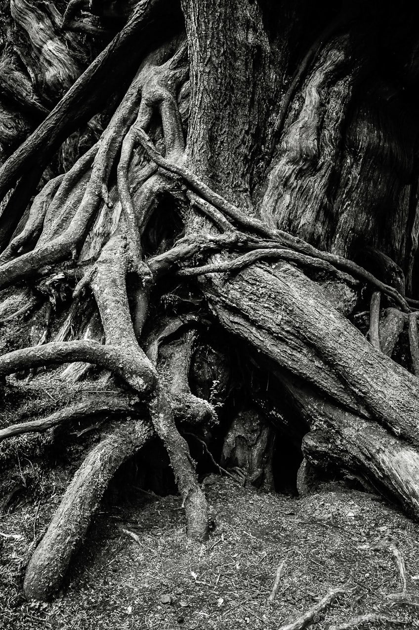 A black and white fine art photograph of the Kalaloch Big Cedar in the Olympic National Park, Washington (since this photo was taken, this tree was severely damaged by a winter storm).