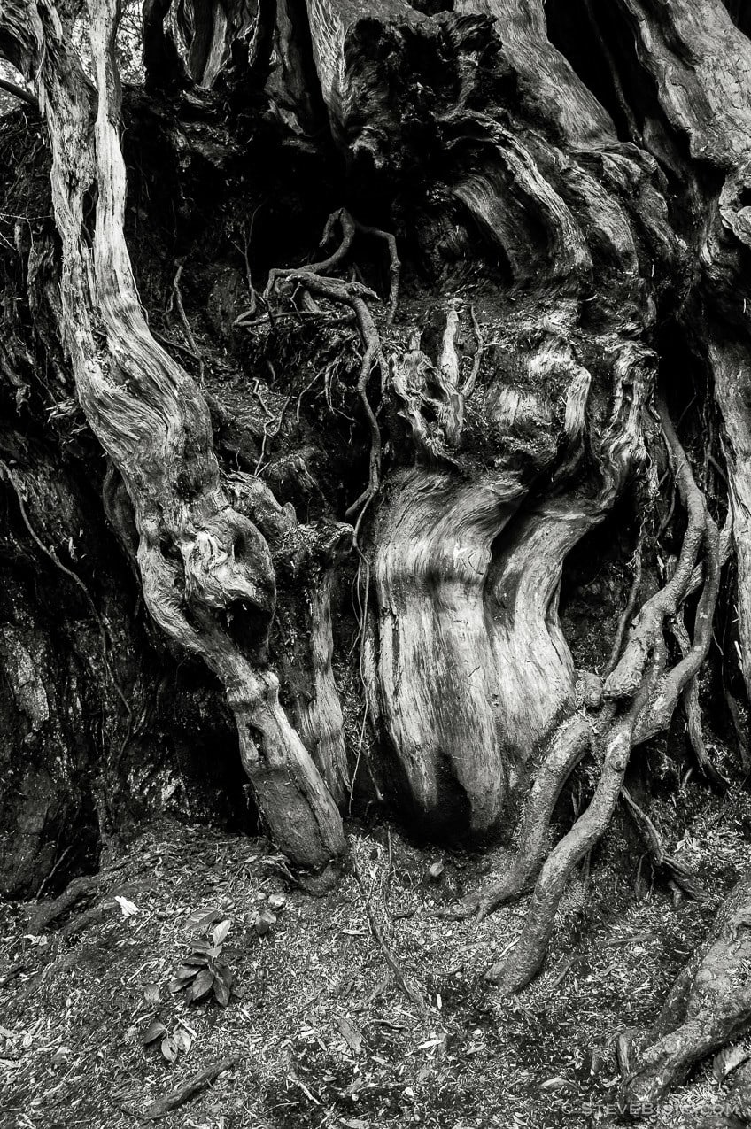 A black and white fine art photograph of the Kalaloch Big Cedar in the Olympic National Park, Washington (since this photo was taken, this tree was severely damaged by a winter storm).