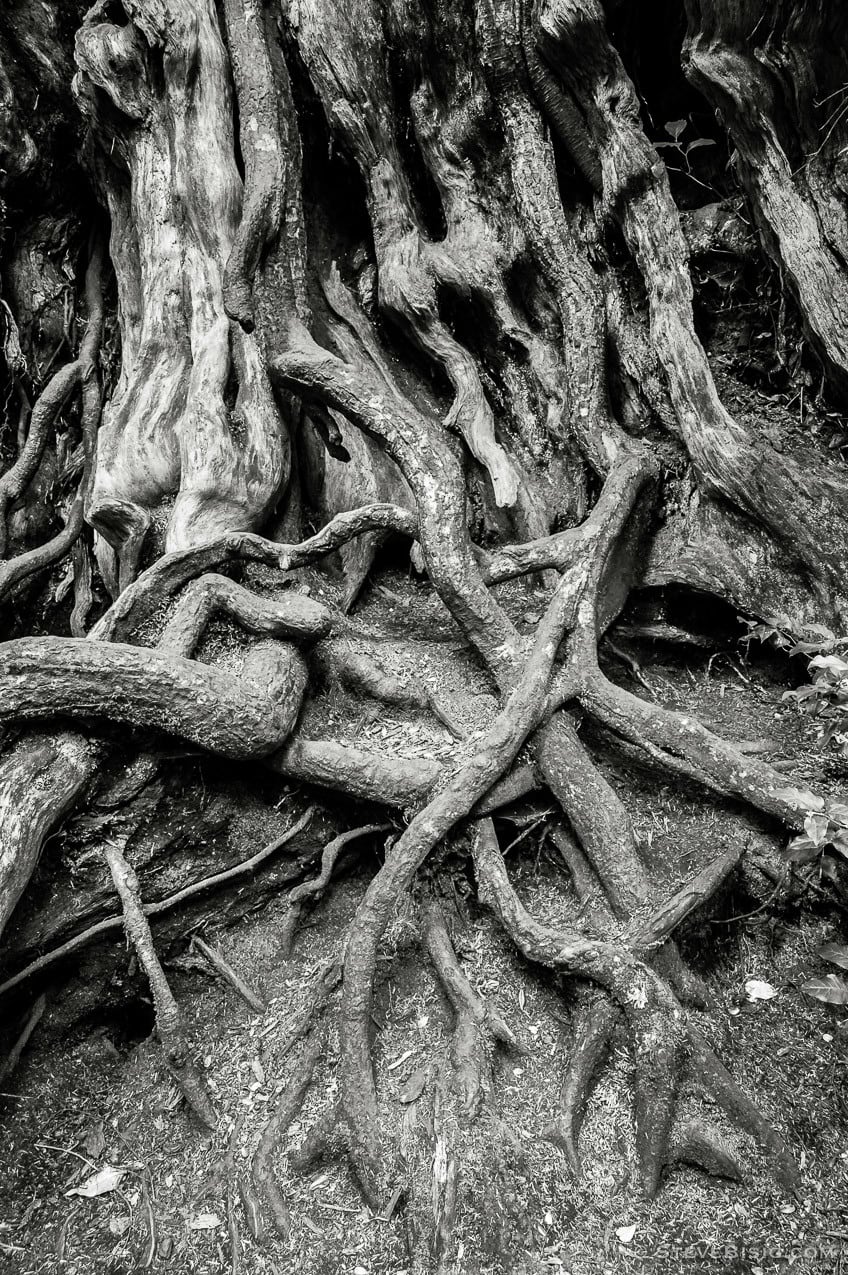 A black and white fine art photograph of the Kalaloch Big Cedar in the Olympic National Park, Washington (since this photo was taken, this tree was severely damaged by a winter storm).