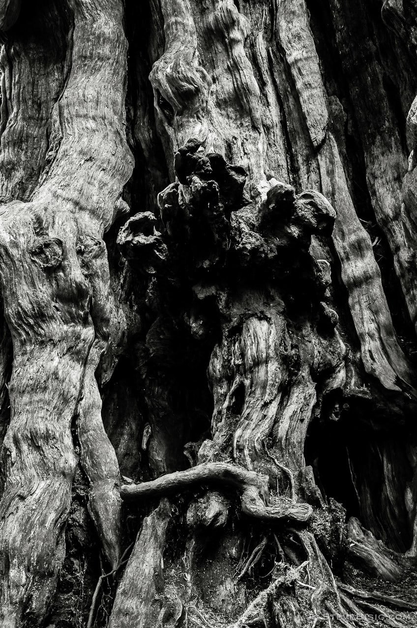 A black and white fine art photograph of the Kalaloch Big Cedar in the Olympic National Park, Washington (since this photo was taken, this tree was severely damaged by a winter storm).