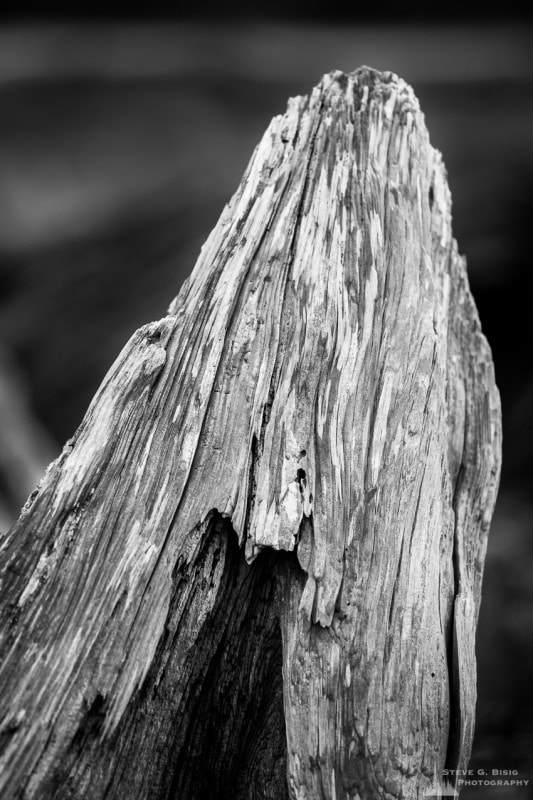 A black and white photograph of a driftwood log on the beach at Ala Spit on Whidbey Island, Washington.