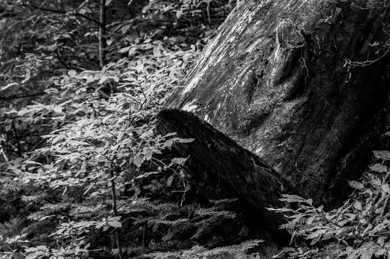 A black and white fine art landscape photograph of log along the Yellow Aster Butte trail in Whatcom County, Washington.