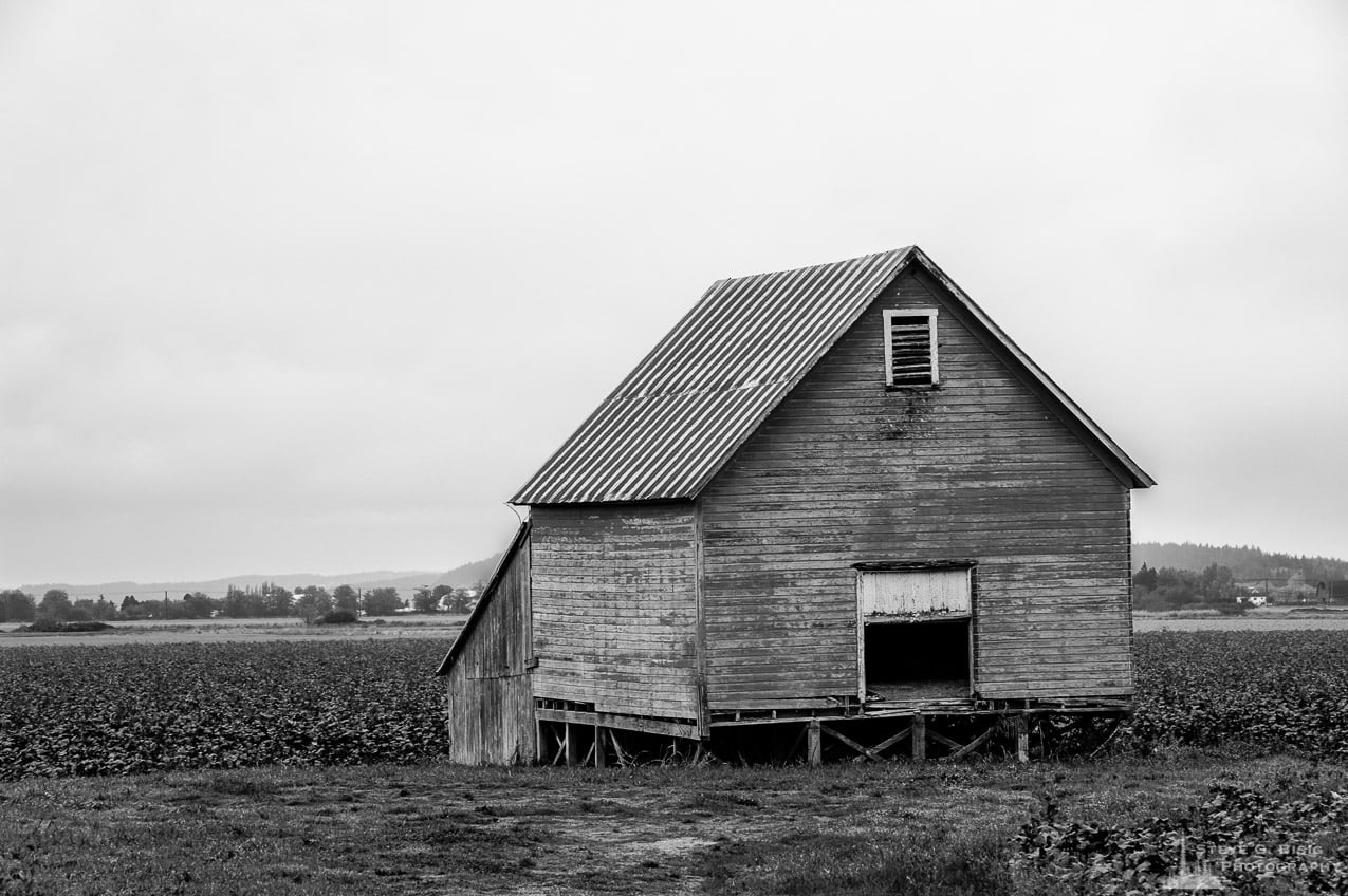 A black and white photograph of an old barn amongst fields of crops in rural Snohomish County, Washington.