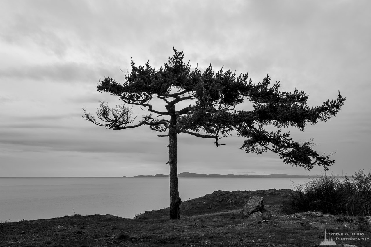 A black and white landscape photograph of a lone tree along the rocky bluffs of Rosario Head at Deception Pass State Park on Fidalgo Island, Washington.