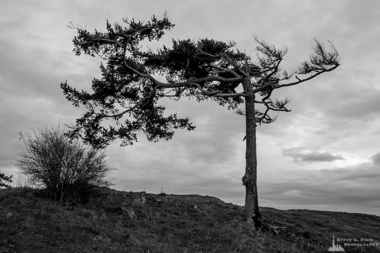 A black and white landscape photograph of a lone, wind sculpted tree along the rocky bluffs of Rosario Head at Deception Pass State Park on Fidalgo Island, Washington.