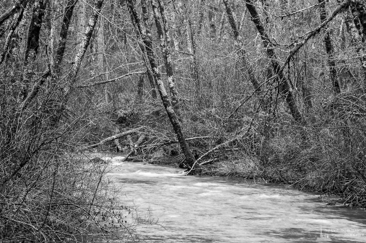 A black and white nature photograph of the Winter forest along the banks of Cedar Creek in the Capital State Forest, Washington.