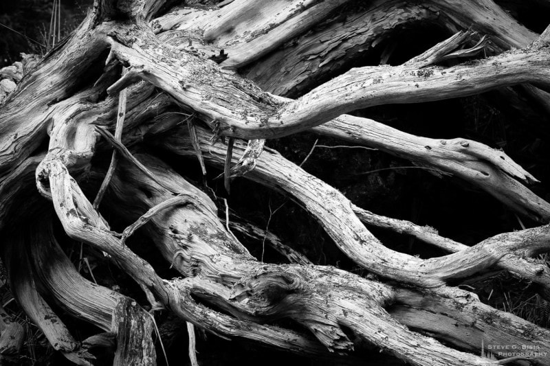 A black and white photograph of an old wind blown snag high up in the dune at Deception Pass State Park on Whidbey Island, Washington.