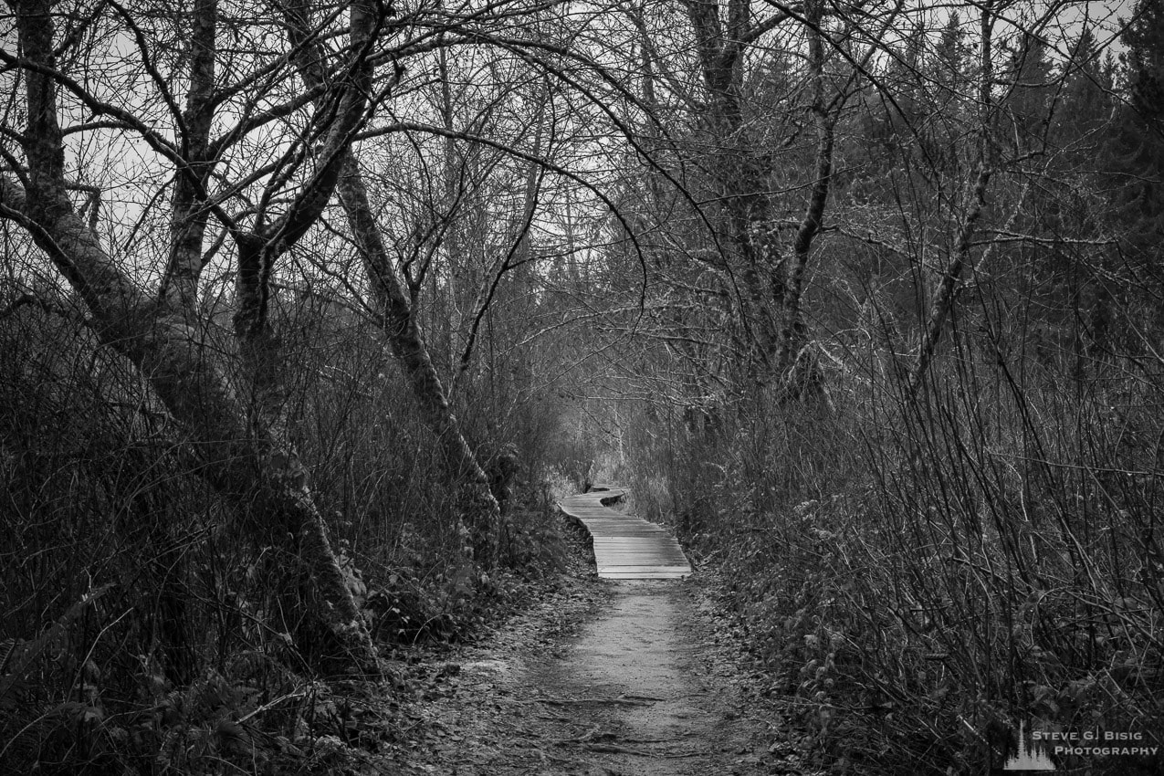 A black and white photograph of a trail and boardwalk during Winter at the Millersylvania State Park in Thurston County, Washington.