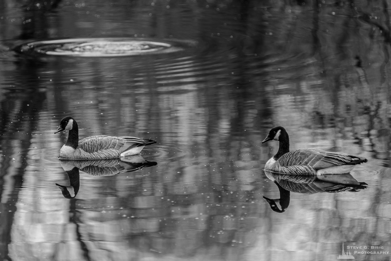 A black and white photograph of a pair of geese as seen at the Nisqually National Wildlife Refuge near Nisqually, Washington.