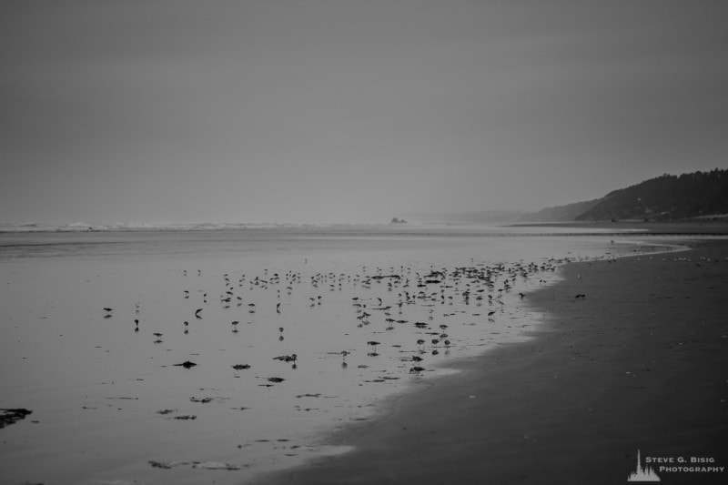 A black and white photograph of shorebirds along the coastline at Copalis Beach, Washington.