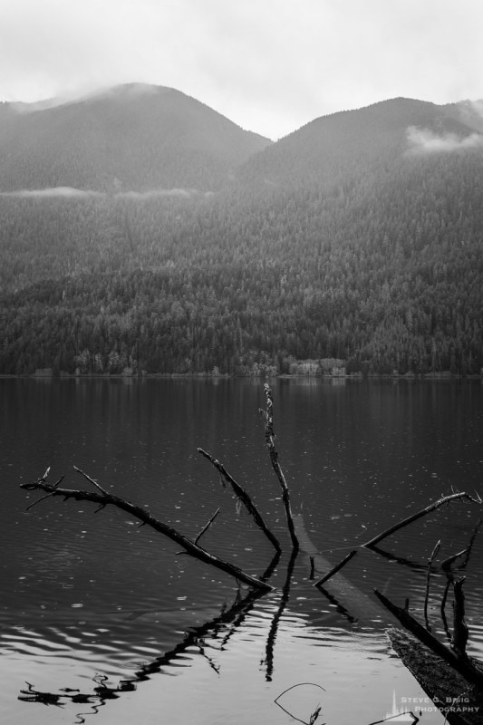 A black and white photograph of a partially submerged tree in Lake Crescent, Olympic National Park, Washington.