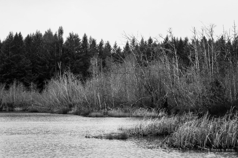 A black and white photograph of the shoreline vegetation of Deep Lake during Winter at the Millersylvania State Park in rural Thurston County, Washington.