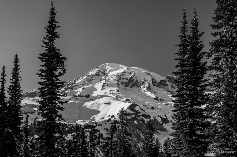 A black and white landscape photograph of Mount Rainier on a sunny Spring evening as seen through the open forest along the Nisqually Vista Trail in the Paradise area of Mount Rainier National Park, Washington.