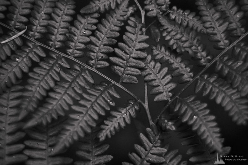 A black and white nature photograph of a patch of springtime ferns on Whidbey Island, Washington.