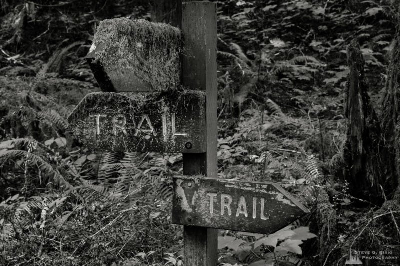 A black and white nature photograph from a project titled "Highlights of the Forest" captured at the Federation Forest State Park near Greenwater, Washington.