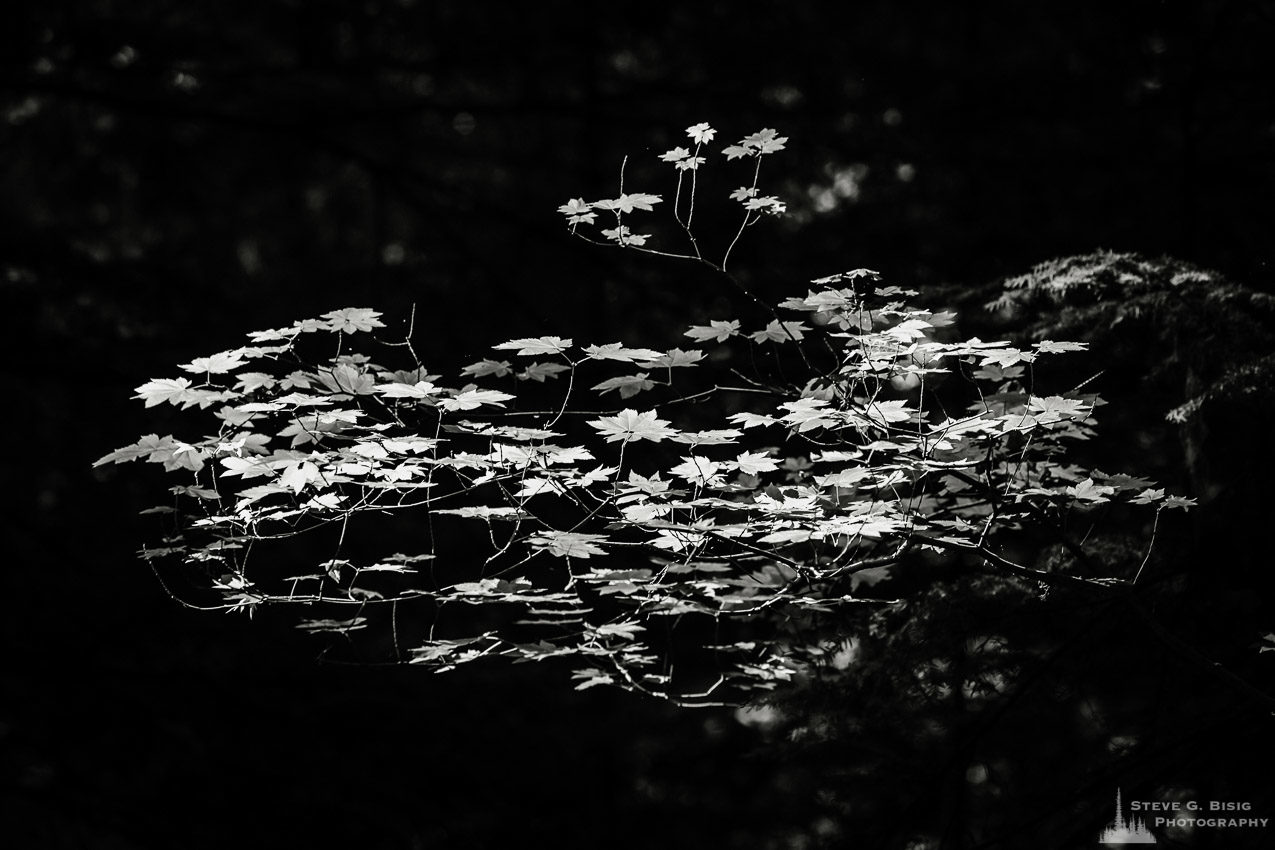 A black and white nature photograph from a project titled "Highlights of the Forest" captured at the Federation Forest State Park near Greenwater, Washington.