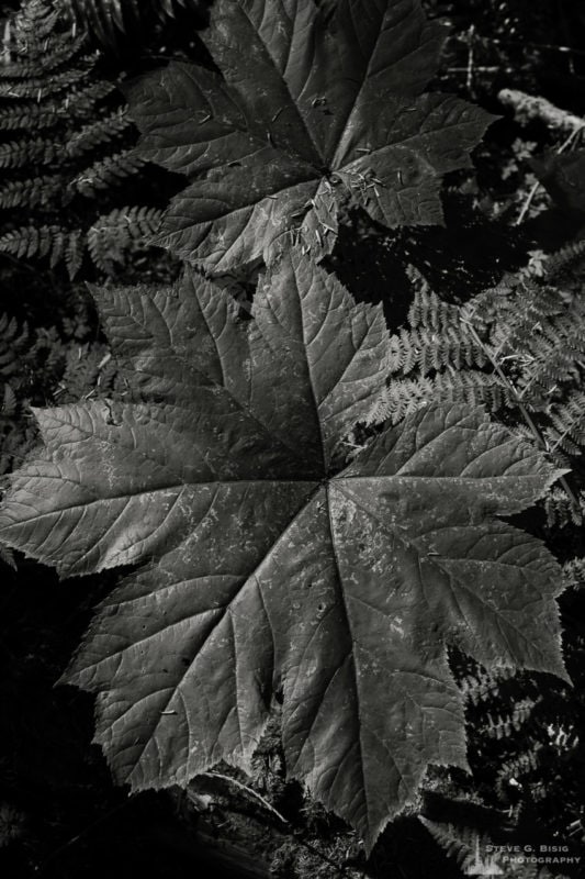 A black and white nature photograph from a project titled "Highlights of the Forest" captured at the Federation Forest State Park near Greenwater, Washington.