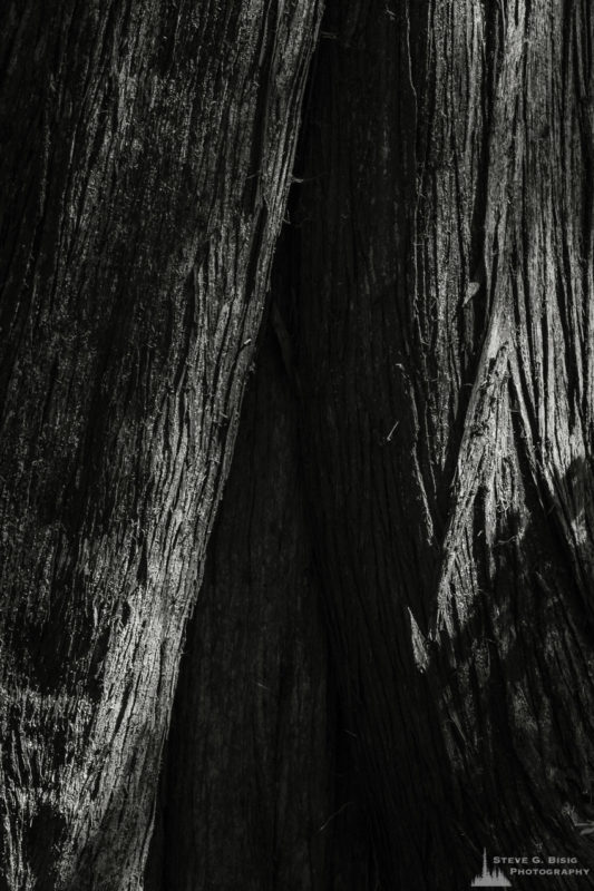 A black and white nature photograph from a project titled "Highlights of the Forest" captured at the Federation Forest State Park near Greenwater, Washington.