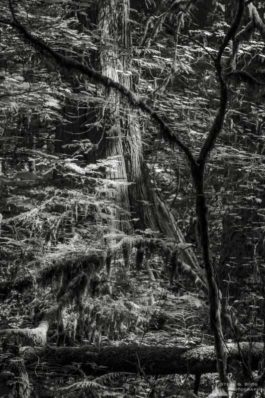 A black and white nature photograph from a project titled "Highlights of the Forest" captured at the Federation Forest State Park near Greenwater, Washington.