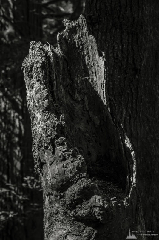 A black and white nature photograph from a project titled "Highlights of the Forest" captured at the Federation Forest State Park near Greenwater, Washington.