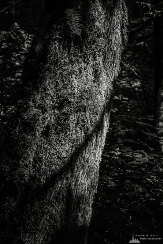 A black and white nature photograph from a project titled "Highlights of the Forest" captured at the Federation Forest State Park near Greenwater, Washington.