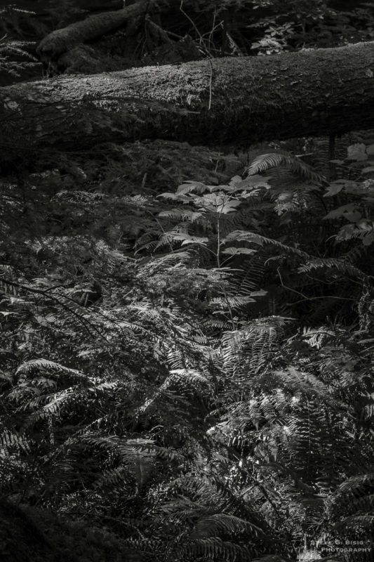 A black and white nature photograph from a project titled "Highlights of the Forest" captured at the Federation Forest State Park near Greenwater, Washington.