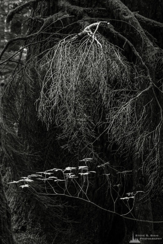 A black and white nature photograph from a project titled "Highlights of the Forest" captured at the Federation Forest State Park near Greenwater, Washington.