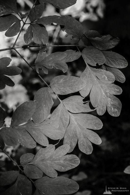 A black and white nature photograph from a project titled "Highlights of the Forest" captured at the Federation Forest State Park near Greenwater, Washington.