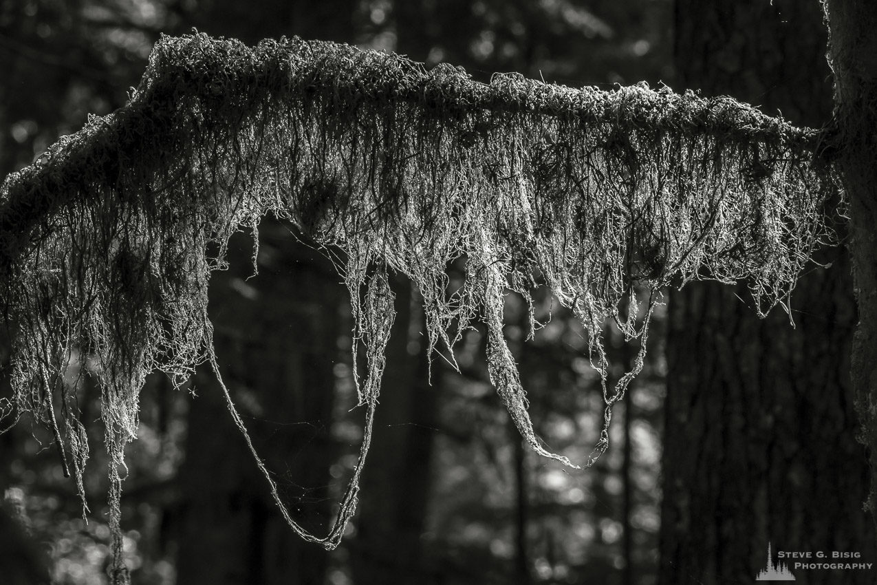 A black and white nature photograph from a project titled "Highlights of the Forest" captured at the Federation Forest State Park near Greenwater, Washington.