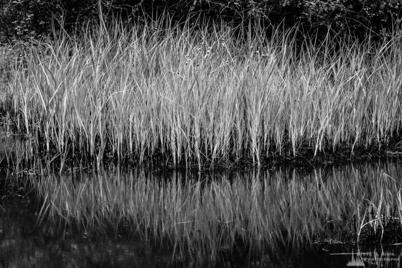 A black and white landscape photograph of Bowman Bay wetlands on a foggy Summer morning at Deception Pass State Park, Washington.