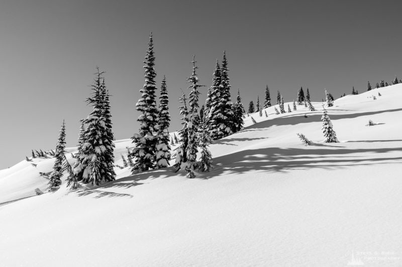 A black and white landscape photograph of snow-covered alpine trees captured on a sunny winter day in the Paradise area of Mount Rainier National Park, Washington.