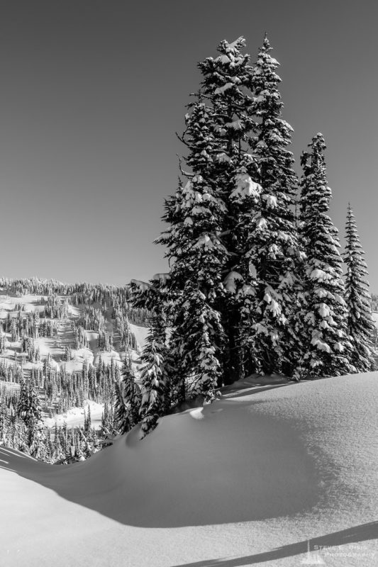 A black and white landscape photograph of snow-covered trees on the edge of the Paradise Valley as captured on a sunny winter day in the Paradise area of Mount Rainier National Park, Washington.