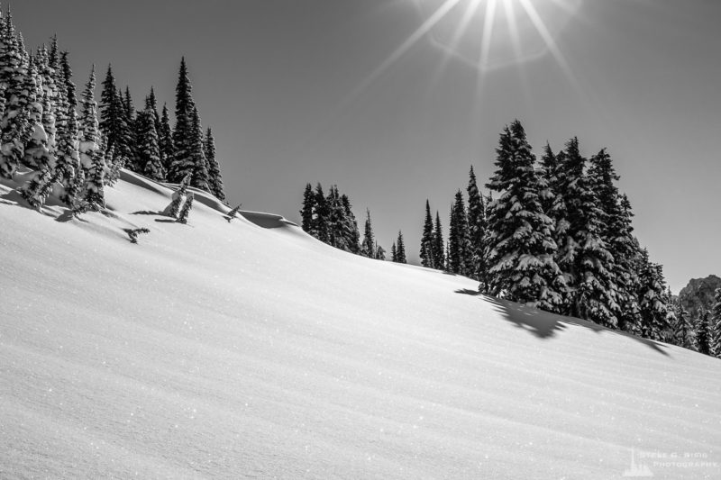 A black and white landscape photograph of the snow and alpine trees as captured on a sunny winter day in the Paradise area of Mount Rainier National Park, Washington.