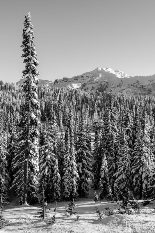 A black and white landscape photograph of the snow-covered winter forest captured on a sunny winter day in the Paradise area of Mount Rainier National Park, Washington.