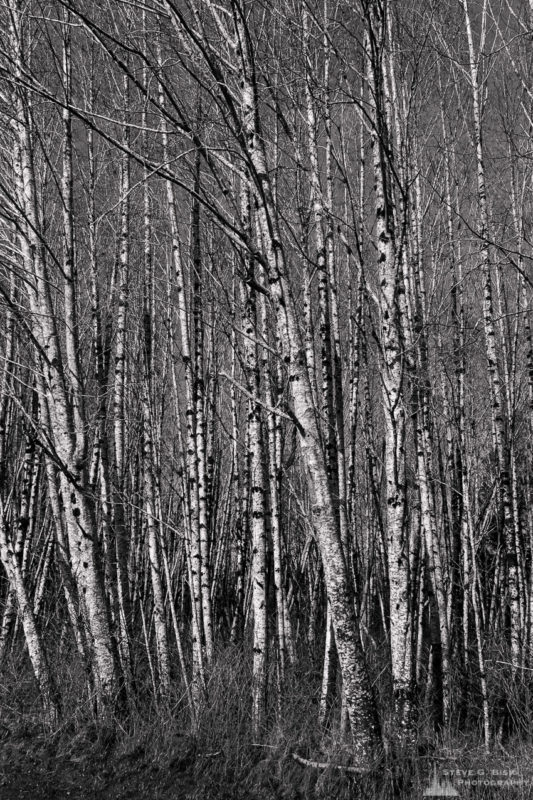 A black and white landscape photograph of the winter river bottom forest along the West Skokomish Valley Road in rural Mason County, Washington.