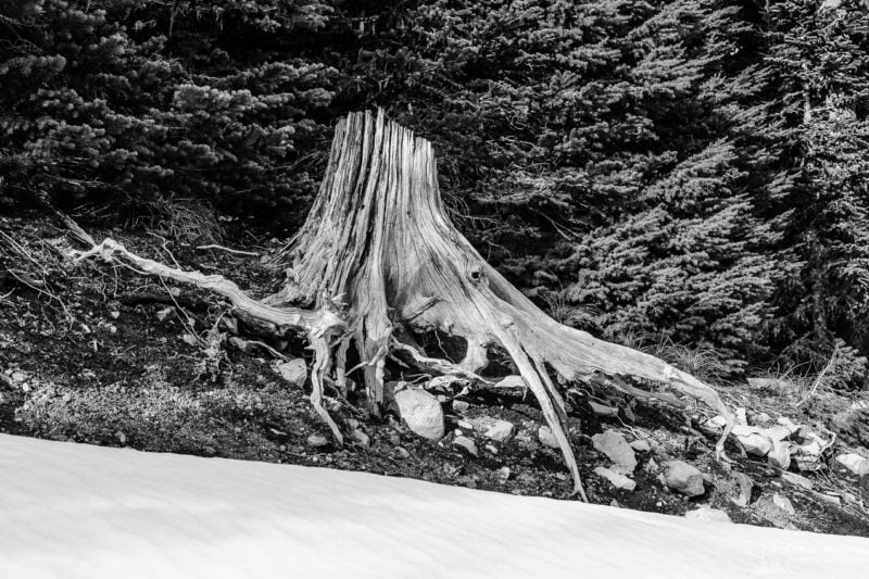 A black and white landscape photograph of an old silver stump above a blanket of early spring snow along Gifford Pinchot National Forest Road 1284 in Lewis County near White Pass, Washington.