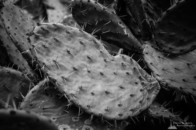 Cactus, Los Angeles County Arboretum, California, 2017