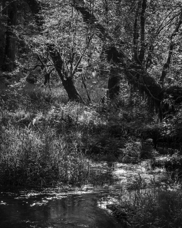 A black and white landscape photograph of a slow-moving brook through the rainforest of the Quinault River Valley, Washington.