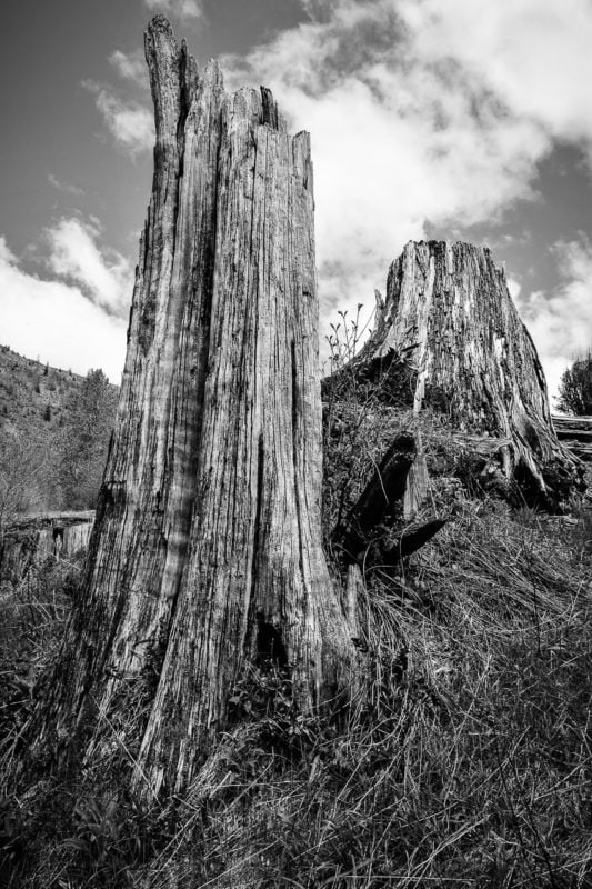 A black and white landscape photograph of what is left of several stumps 37 years after the 1980 eruption of Mount Saint Helens in Washington State.